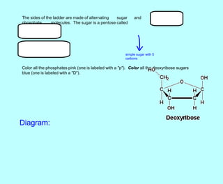 The sides of the ladder are made of alternating sugar and
phosphate molecules. The sugar is a pentose called
deoxyribose.
Color all the phosphates pink (one is labeled with a "p"). Color all the deoxyribose sugars
blue (one is labeled with a "D").
simple sugar with 5
carbons
Diagram:
 