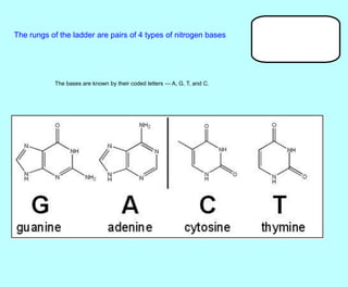 The rungs of the ladder are pairs of 4 types of nitrogen bases
The bases are known by their coded letters --- A, G, T, and C.
 
