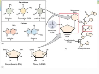 Dna Introduction DNA Introduction describes the Introduction of DNA into a laboratory ...