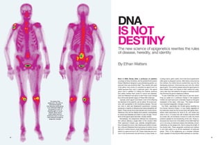 DNA
IS NOT
DESTINY

The new science of epigenetics rewrites the rules
of disease, heredity, and identity
By Ethan Watters

ISM/Phototake.

The study of the
epigenome—the suite of
biochemical signals
that determine which genes
in an individual’s DNA can
be turned on or off—is
shedding light on human
disease. Bone cancer,
made visible here by a
radioactive tracer, is one of
many ailments wrought by
epigenetic changes.

Back in 2000, Randy Jirtle, a professor of radiation
oncology at Duke University, and his postdoctoral student
Robert Waterland designed a groundbreaking genetic experiment that was simplicity itself. They started with pairs
of fat yellow mice known to scientists as agouti mice, so
called because they carry a particular gene—the agouti
gene—that in addition to making the rodents ravenous
and yellow renders them prone to cancer and diabetes.
Jirtle and Waterland set about to see if they could change
the unfortunate genetic legacy of these little creatures.
Typically, when agouti mice breed, most of the offspring
are identical to the parents: just as yellow, fat as pincushions, and susceptible to life-shortening disease. The parent mice in Jirtle and Waterland’s experiment, however,
produced a majority of offspring that looked altogether different. These young mice were slender and mousy brown.
Moreover, they did not display their parents’ susceptibility
to cancer and diabetes and lived to a spry old age. The effects of the agouti gene had been virtually erased.
Remarkably, the researchers effected this transformation without altering a single letter of the mouse’s DNA.
Their approach instead was radically straightforward—
they changed the moms’ diet. Starting just before conception, Jirtle and Waterland fed a test group of mother mice a
diet rich in methyl donors, small chemical clusters that can
attach to a gene and turn it off. These molecules are common in the environment and are found in many foods, in-

cluding onions, garlic, beets, and in the food supplements
often given to pregnant women. After being consumed by
the mothers, the methyl donors worked their way into the
developing embryos’ chromosomes and onto the critical
agouti gene. The mothers passed along the agouti gene to
their children intact, but thanks to their methyl-rich pregnancy diet, they had added to the gene a chemical switch
that dimmed the gene’s deleterious effects.
“It was a little eerie and a little scary to see how something as subtle as a nutritional change in the pregnant
mother rat could have such a dramatic impact on the gene
expression of the baby,” Jirtle says. “The results showed
how important epigenetic changes could be.”
Our DNA—specifically the 25,000 genes identified by
the Human Genome Project—is now widely regarded as
the instruction book for the human body. But genes themselves need instructions for what to do, and where and
when to do it. A human liver cell contains the same DNA
as a brain cell, yet somehow it knows to code only those
proteins needed for the functioning of the liver. Those instructions are found not in the letters of the DNA itself but
on it, in an array of chemical markers and switches, known
collectively as the epigenome, that lie along the length of
the double helix. These epigenetic switches and markers
in turn help switch on or off the expression of particular
genes. Think of the epigenome as a complex software
code, capable of inducing the DNA hardware to manufac-

32

33

C M Y

K

C M Y

K

 