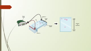 DNA Isolation cell division and the mitosis