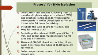 1) Collect fresh leaf samples 10-100 mg from 2-3
months old plants, wipe with ethanol (70%)
and crush in 1.5ml Eppendorf tubes using
micro pestle in buffer (750μl) lysis buffer and
invert tube 3-4 times for mixing.
2) Incubate the tube at 650
C for 45 min., and
keep for 10 min. at RT.
3) Centrifuge the tubes at 10,000 rpm, 40
C for 10
min. and collect supernatant to new 1.5 ml
tube and discard rest.
4) Then add CIA 500 μl and vortex it for 15 sec.
again Centrifuge the tubes at 10,000 rpm, 40
C
for 10 min.
5) Collect supernatant to new 1.5 ml tube and
discard rest.
Protocol for DNA Isolation
 