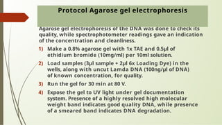 Agarose gel electrophoresis of the DNA was done to check its
quality, while spectrophotometer readings gave an indication
of the concentration and cleanliness.
1) Make a 0.8% agarose gel with 1x TAE and 0.5μl of
ethidium bromide (10mg/ml) per 10ml solution.
2) Load samples (3μl sample + 2μl 6x Loading Dye) in the
wells, along with uncut Lamda DNA (100ng/μl of DNA)
of known concentration, for quality.
3) Run the gel for 30 min at 80 V.
4) Expose the gel to UV light under gel documentation
system. Presence of a highly resolved high molecular
weight band indicates good quality DNA, while presence
of a smeared band indicates DNA degradation.
Protocol Agarose gel electrophoresis
 