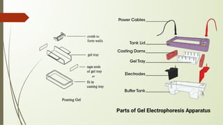DNA Isolation cell division and the mitosis