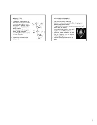 Adding salt                                                                    Precipitation of DNA
• The addition of NaCI allows the                                              • DNA does not dissolve in alcohol.
                                                    O
  DNA molecules to come together        Na         O P O                       • Addition of cold alcohol makes the DNA clump together
  instead of repelling each other,      +
                                            Na+     O
                                                                      Base
                                                                                 and precipitate out of solution
  thus making it easier for DNA to                  CH2       O                • Precipitated DNA molecules appear as long pieces of fluffy,
  precipitate out of solution when                          Sugar                stringy, web-like strands.
  alcohol is added
                                                                               • Microscopic oxygen bubbles “aggregate”
• Na+ ions bind to the phosphate                      O
  groups of DNA molecules,
                                             Na+                                 together, as the DNA precipitates
                                                    O P O               Base
  neutralizing the electric charge of
                                            Na+
                                                        O                      • The larger, visible air bubbles “lift” the
  the DNA molecules                                     CH2       O              DNA out of solution, from the aqueous
                                                              Sugar
                                                                                 into the organic phase
• Our protease solution already                                                • The DNA in the glass vial can last for
  contains salt                                             OH
                                                                                 years




                                                                                                                                               2
 