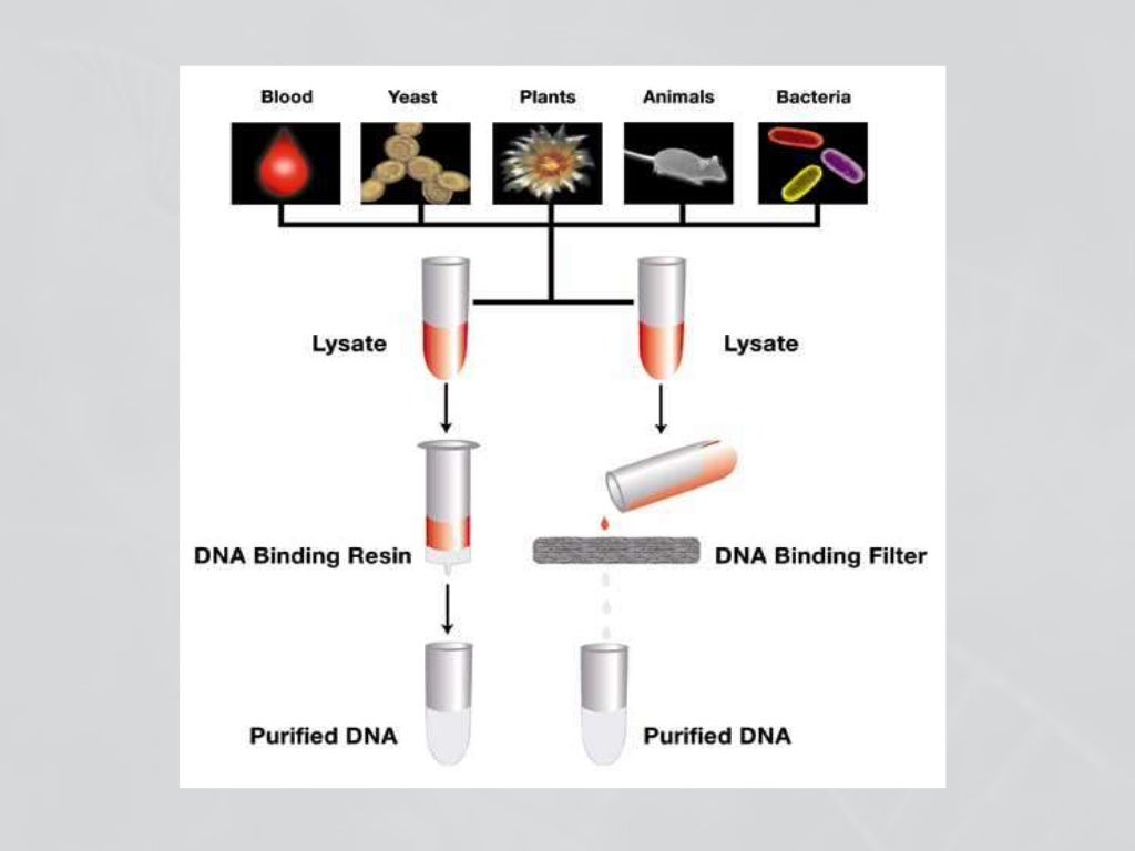 Dna isolation