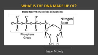 WHAT IS THE DNA MADE UP OF?
Sugar MoietyVPB 321
 