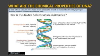 WHAT ARE THE CHEMICAL PROPERTIES OF DNA?
VPB 321
 