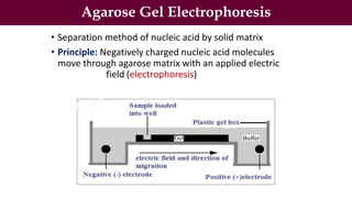 Agarose Gel Electrophoresis
• Separation method of nucleic acid by solid matrix
• Principle: Negatively charged nucleic acid molecules
move through agarose matrix with an applied electric
field (electrophoresis)
 
