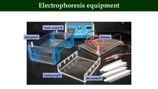 Gel tank
Power supply
Cover
Casting tray
Gel combs
Electrophoresis equipment
 