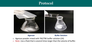 Protocol
Agarose Buffer Solution
o Agarose powder mixed with TAE/TBE buffer solution (1X)
o Note: Use a flask that is several times larger than the volume of buffer.
 