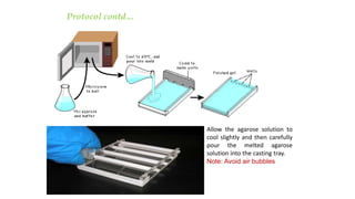 Allow the agarose solution to
cool slightly and then carefully
pour the melted agarose
solution into the casting tray.
Note: Avoid air bubbles
Protocol contd…
 