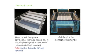 Gel placed in the
electrophoresis chamber.
When cooled, the agarose
polymerizes, forming a flexible gel. It
should appear lighter in color when
polymerized (30-45 minutes).
Note: Combs should be carefully
removed
Protocol contd…
 