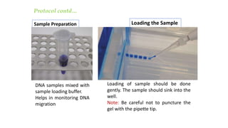 Loading the Sample
Loading of sample should be done
gently. The sample should sink into the
well.
Note: Be careful not to puncture the
gel with the pipette tip.
Sample Preparation
DNA samples mixed with
sample loading buffer.
Helps in monitoring DNA
migration
Protocol contd…
 