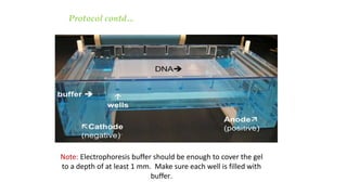 Note: Electrophoresis buffer should be enough to cover the gel
to a depth of at least 1 mm. Make sure each well is filled with
buffer.
Protocol contd…
 