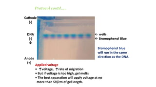 Protocol contd…..
Cathode
(-)
DNA
(-)

Anode
(+)
 wells
 Bromophenol Blue
Bromophenol blue
will run in the same
direction as the DNA.
Applied voltage
• ↑voltage, ↑rate of migration
• But if voltage is too high, gel melts
• The best separation will apply voltage at no
more than 5V/cm of gel length.
 