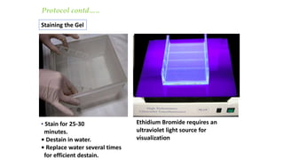Staining the Gel
Ethidium Bromide requires an
ultraviolet light source for
visualization
• Stain for 25-30
minutes.
• Destain in water.
• Replace water several times
for efficient destain.
Protocol contd…..
 