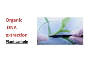 Organic
DNA
extraction
Plant sample
 