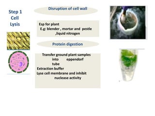 Step 1
Cell
Lysis
Disruption of cell wall
Esp for plant
E.g: blender , mortar and pestle
,liquid nitrogen
Protein digestion
Transfer ground plant samples
into eppendorf
tube
Extraction buffer
Lyse cell membrane and inhibit
nuclease activity
 