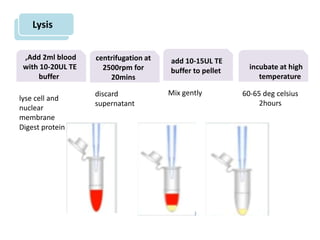 Lysis
,Add 2ml blood
with 10-20UL TE
buffer
centrifugation at
2500rpm for
20mins
add 10-15UL TE
buffer to pellet incubate at high
temperature
lyse cell and
nuclear
membrane
Digest protein
discard
supernatant
Mix gently 60-65 deg celsius
2hours
 