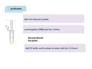 purification
Add 1ml ethanol to pellet
centrifugation 10000 rpm for 1-2mins
Add TE buffer and incubate at water bath for 2-3 hours
Discard ethanol
Dry pellet
 