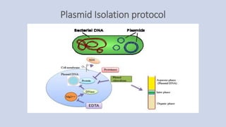 Plasmid Isolation protocol
 