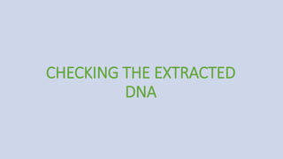 CHECKING THE EXTRACTED
DNA
 