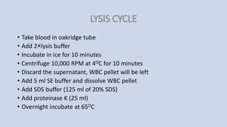 LYSIS CYCLE
• Take blood in oakridge tube
• Add 2×lysis buffer
• Incubate in ice for 10 minutes
• Centrifuge 10,000 RPM at 4OC for 10 minutes
• Discard the supernatant, WBC pellet will be left
• Add 5 ml SE buffer and dissolve WBC pellet
• Add SDS buffer (125 ml of 20% SDS)
• Add proteinase K (25 ml)
• Overnight incubate at 65OC
 
