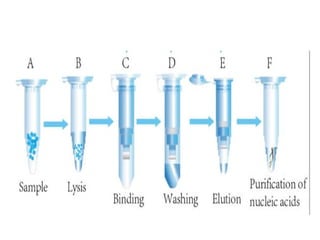 DNADeoxyribonucleicacidIsolation methods | PPT