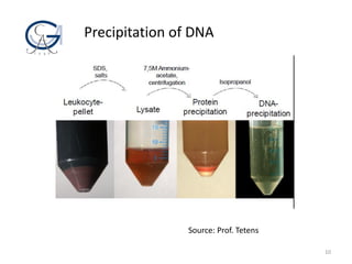 Precipitation of DNA
10
Source: Prof. Tetens
 