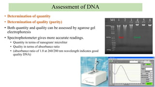 • Determination of quantity
• Determination of quality (purity)
• Both quantity and quality can be assessed by agarose gel
electrophoresis
• Spectrophotometer gives more accurate readings.
• Quantity in terms of nanogram/ microliter
• Quality in terms of absorbance ratio
• (absorbance ratio of 1.8 at 260/280 nm wavelength indicates good
quality DNA)
Good
Bad
Assessment of DNA
 