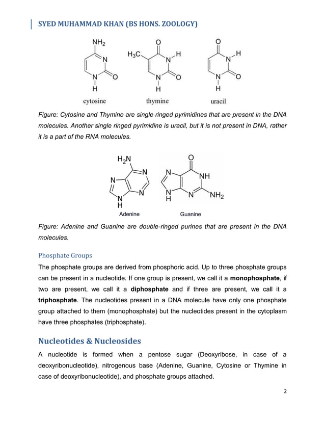 DNA & Its Topology | PDF | Chemistry | Science