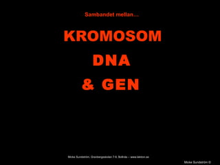 KROMOSOM & GEN Micke Sundström  © Sambandet mellan… DNA Micke Sundström, Granbergsskolan 7-9, Bollnäs – www.lektion.se 