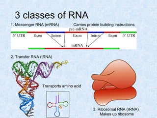 3 classes of RNA
1. Messenger RNA (mRNA)
2. Transfer RNA (tRNA)
3. Ribosomal RNA (rRNA)
Makes up ribosome
Carries protein building instructions
Transports amino acid
 