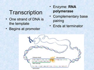 Transcription
• One strand of DNA is
the template
• Begins at promoter
• Enzyme: RNA
polymerase
• Complementary base
pairing
• Ends at terminator
 