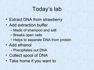 Today’s lab
• Extract DNA from strawberry
• Add extraction buffer
– Made of shampoo and salt
– Breaks open cells
– Helps to separate DNA from protein
• Add ethanol
– Precipitates out DNA
• Collect spool of DNA
• Take home if you want to
 