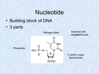 Nucleotide
• Building block of DNA
• 3 parts
Nitrogen Base
Phosphate
5 carbon sugar
Deoxyribose
Attached with
covalent bonds
 
