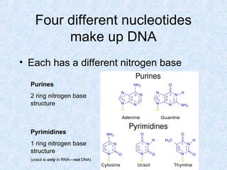 Four different nucleotides
make up DNA
• Each has a different nitrogen base
Purines
2 ring nitrogen base
structure
Pyrimidines
1 ring nitrogen base
structure
(uracil is only in RNA—not DNA)
 