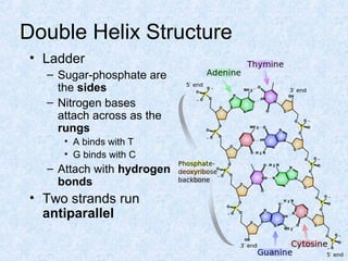 Double Helix Structure
• Ladder
– Sugar-phosphate are
the sides
– Nitrogen bases
attach across as the
rungs
• A binds with T
• G binds with C
– Attach with hydrogen
bonds
• Two strands run
antiparallel
 