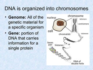 DNA is organized into chromosomes
• Genome: All of the
genetic material for
a specific organism
• Gene: portion of
DNA that carries
information for a
single protein
 