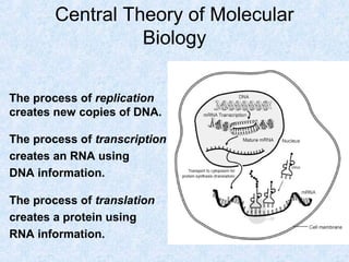 Central Theory of Molecular
Biology
The process of replication
creates new copies of DNA.
The process of transcription
creates an RNA using
DNA information.
The process of translation
creates a protein using
RNA information.
 