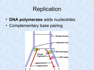 Replication
• DNA polymerase adds nucleotides
• Complementary base pairing
 