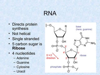 RNA
• Directs protein
synthesis
• Not helical
• Single stranded
• 5 carbon sugar is
Ribose
• 4 nucleotides
– Adenine
– Guanine
– Cytosine
– Uracil
 
