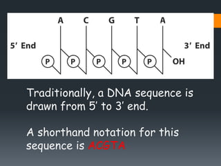 Traditionally, a DNA sequence is
drawn from 5’ to 3’ end.
A shorthand notation for this
sequence is ACGTA
Biochemistry for...