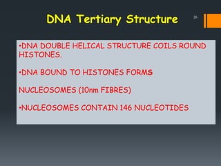 DNA Tertiary Structure
•DNA DOUBLE HELICAL STRUCTURE COILS ROUND
HISTONES.
•DNA BOUND TO HISTONES FORMS
NUCLEOSOMES (10nm ...