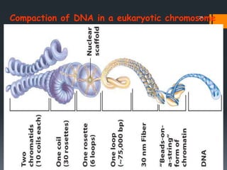 Compaction of DNA in a eukaryotic chromosome29
 