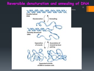 Reversible denaturation and annealing of DNA
Biochemistry for Medics
32
 