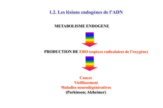 1.2. Les lésions endogènes de l’ADN
METABOLISME ENDOGENE

PRODUCTION DE ERO (espèces radicalaires de l’oxygène)

Cancer
Vieillissement
Maladies neurodégénératives
(Parkinson; Alzheimer)

 
