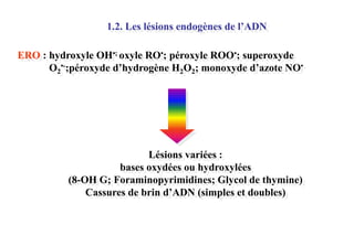 1.2. Les lésions endogènes de l’ADN
ERO : hydroxyle OH•; oxyle RO•; péroxyle ROO•; superoxyde
O2•-;péroxyde d’hydrogène H2O2; monoxyde d’azote NO•

Lésions variées :
bases oxydées ou hydroxylées
(8-OH G; Foraminopyrimidines; Glycol de thymine)
Cassures de brin d’ADN (simples et doubles)

 
