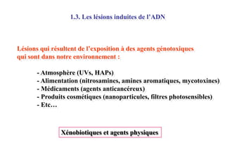 1.3. Les lésions induites de l’ADN

Lésions qui résultent de l’exposition à des agents génotoxiques
qui sont dans notre environnement :
- Atmosphère (UVs, HAPs)
- Alimentation (nitrosamines, amines aromatiques, mycotoxines)
- Médicaments (agents anticancéreux)
- Produits cosmétiques (nanoparticules, filtres photosensibles)
- Etc…

Xénobiotiques et agents physiques

 